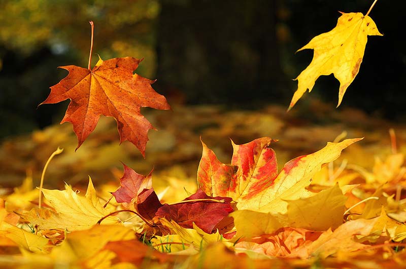 Bedýnky na čtvrtek 11.10.2018