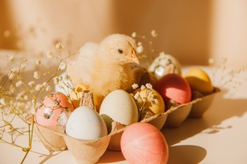 Veselé prožití velikonočních svátků 🐣🐰🪺