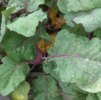 Bedýnky na čtvrtek 26.03.2026