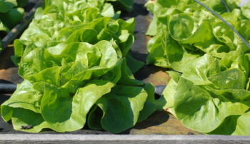 Bedýnky na čtvrtek 02.04.2026