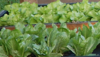 Bedýnky na čtvrtek 09.04.2026