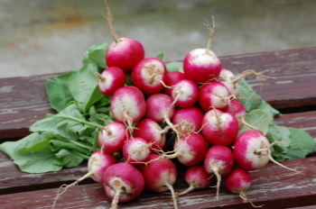 Bedýnky na čtvrtek 23.04.2026